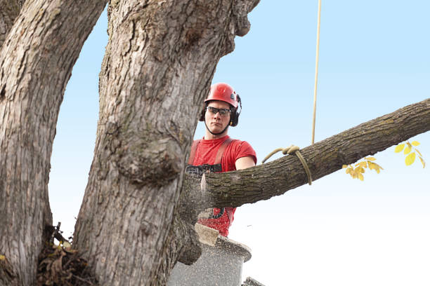 Best Hazardous Tree Removal  in USA